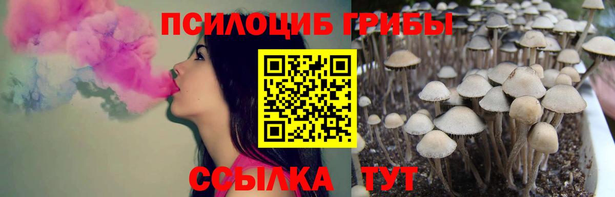 Псилоцибиновые грибы мицелий Томск